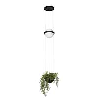 Подвесной светильник LOFT IT Jardin 10121/B - цена и фото